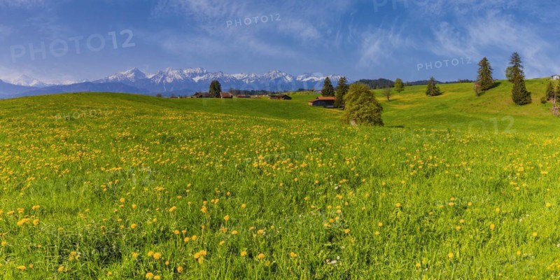 Common dandelion (Taraxacum sect. Ruderalia) in spring, meadow near Rieden am Forggensee, Ostallgäu, Allgäu, Bavaria, Germany