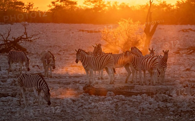 Plains zebra (Equus quagga), group against the light at sunset, atmospheric sunset, Okaukuejo waterhole, Etosha National Park, Namibia