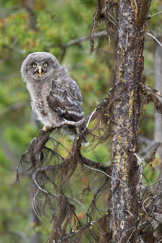 Great Grey Owl (Strix nebulosa) juvenile, British Columbia, Canada