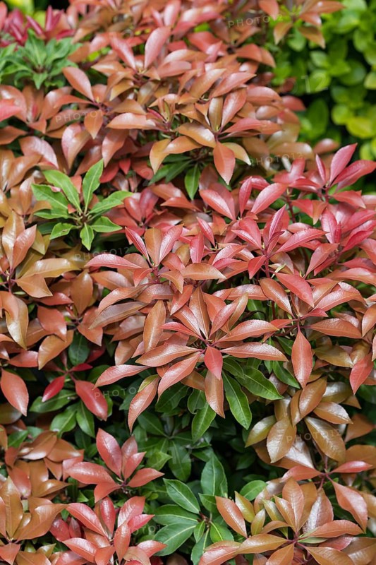 (Pieris japonica 'Red Mill'), An den Dorfwiesen 9, Germany