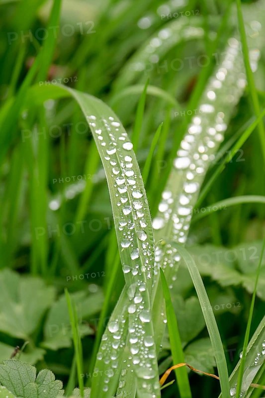 Close up of fresh green grass blades covered in sparkling dew drops, capturing a serene and refreshing morning scene in a lush, vibrant meadow, evoking tranquility