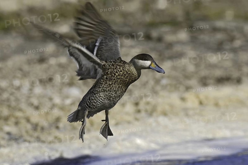 Silver Teal (Spatula versicolor), Falkland Islands