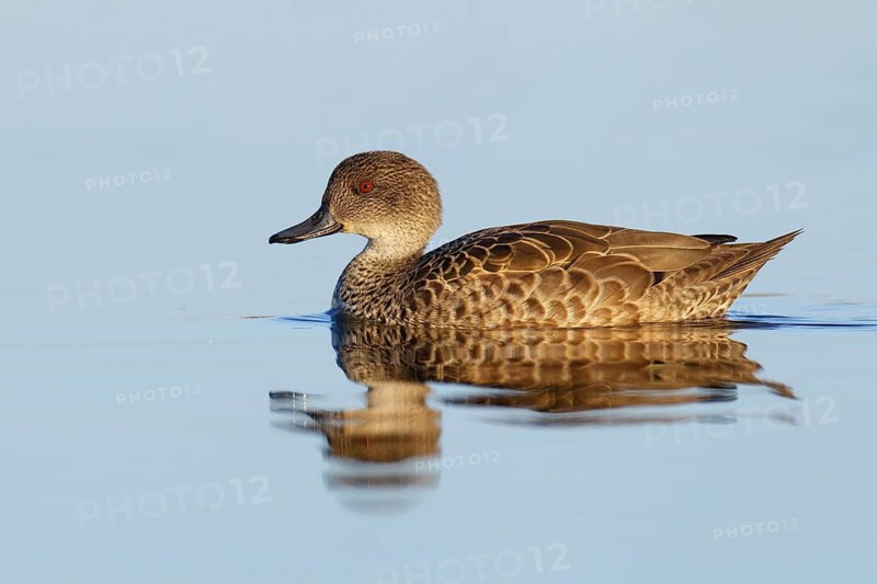 Grey Teal (Anas gracilis), Victoria, Australia