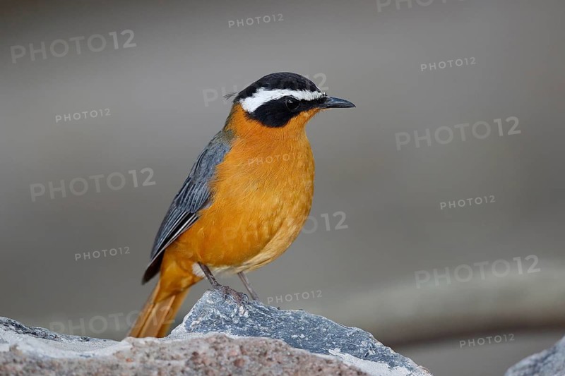 White-browed Robin-Chat (Cossypha heuglini), Maun, Botswana