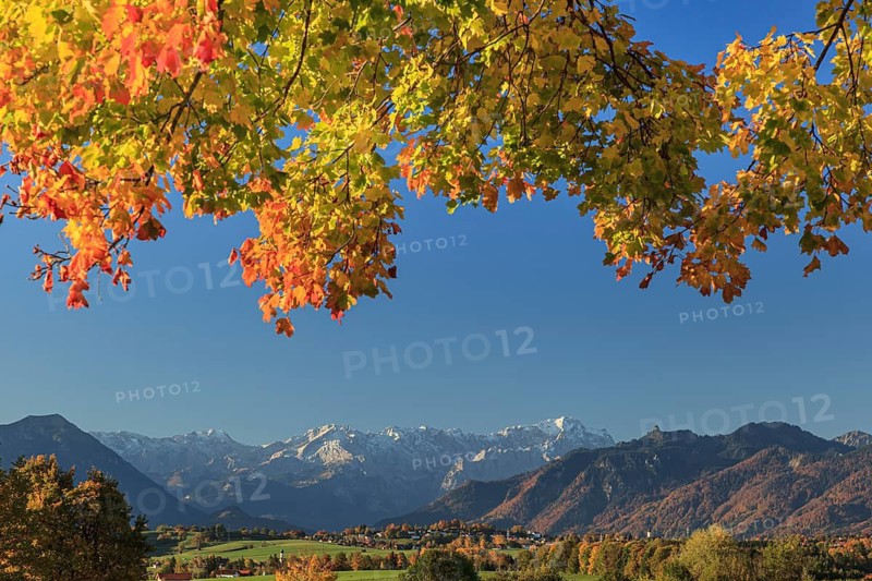 Autumn coloured leaves on a tree, mountain landscape behind, near Riegsee, behind Zugspitze and Wetterstein range, Bavaria, Germany