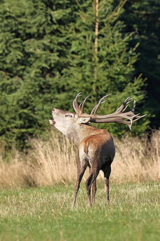 Red deer (Cervus elaphus) during the rutting season, a large stag roaring in a forest clearing, wildlife, Sauerland, North Rhine-Westphalia, Germany