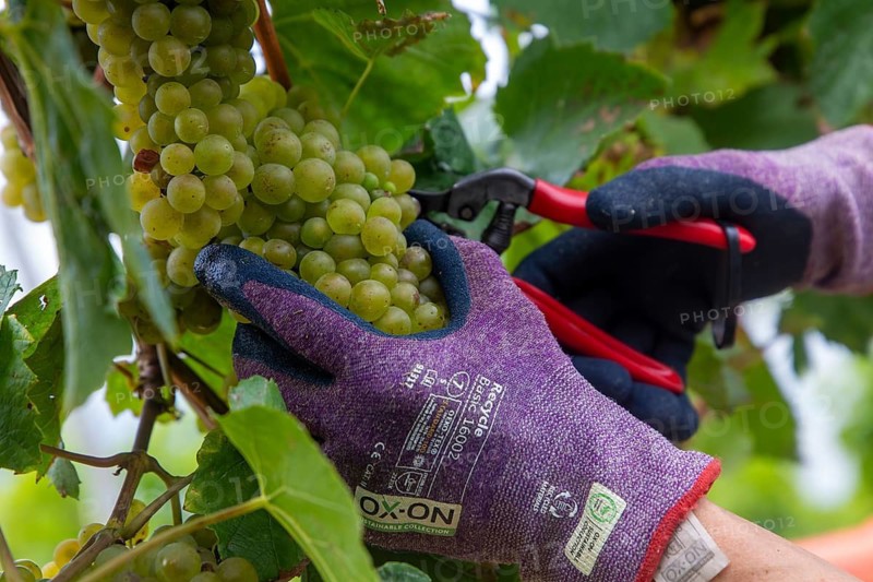 Hand-picking of Chardonnay grapes in the Palatinate