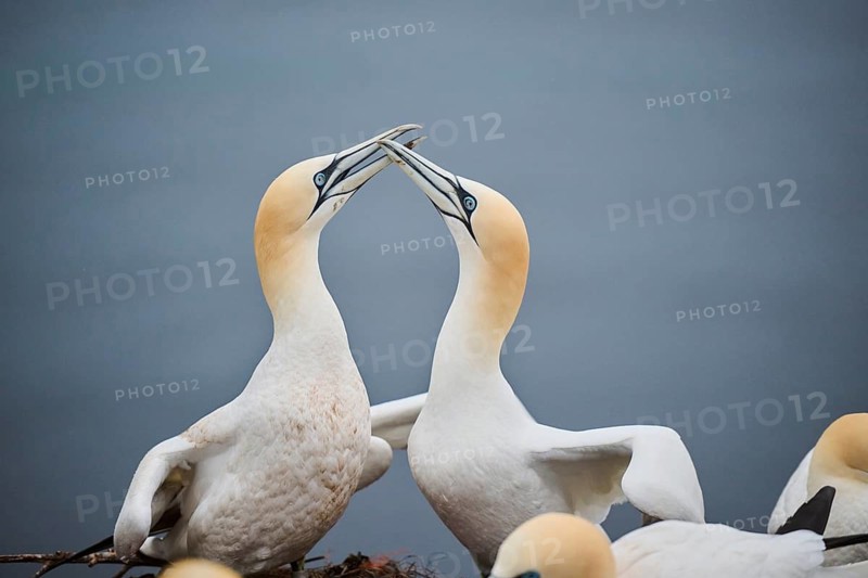 Northern gannet (Morus bassanus) couple greeting each other with their beaks, wildlife, Helgoland, Germany