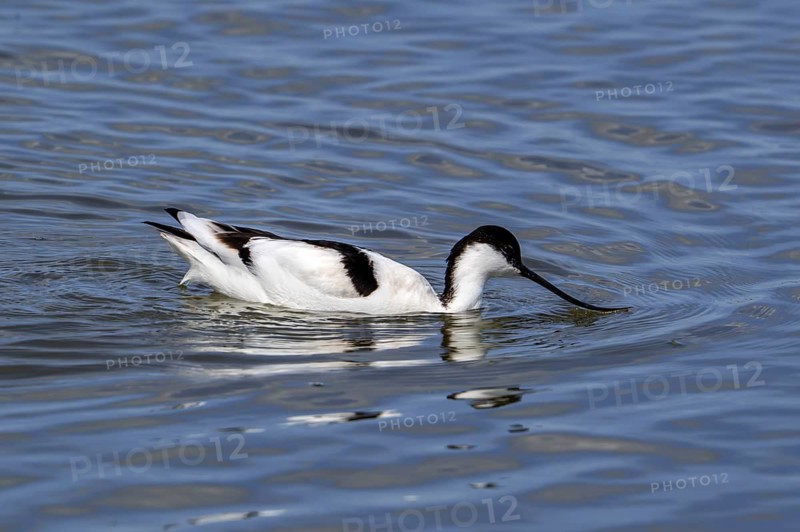 Pied avocet (Recurvirostra avosetta) feeding, foraging in shallow water of pond