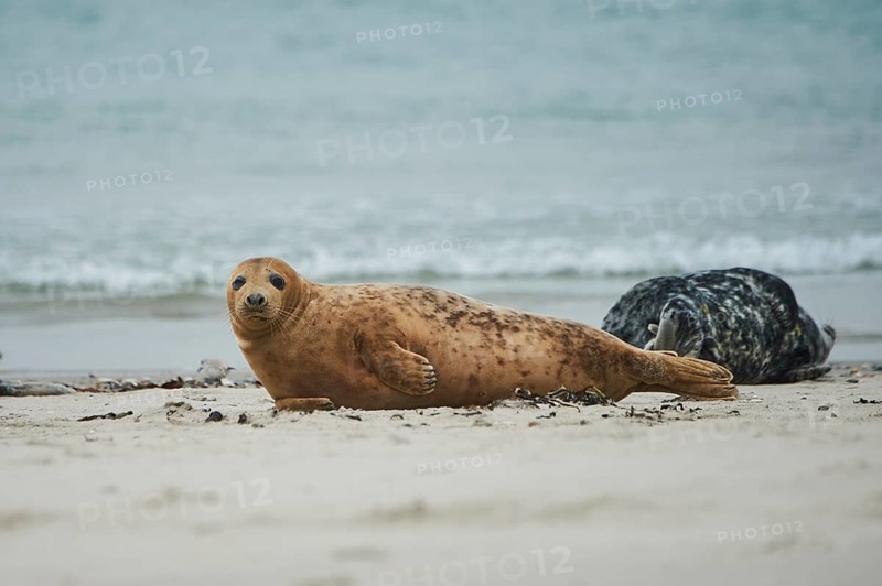 Grey seal (Halichoerus grypus) lying on the beach, Düne, Helgoland, Schleswig-Holstein, Germany