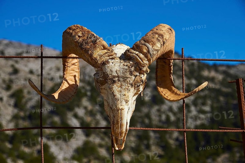 Niatos Plateau, skull of an animal with large horns hanging on a wire fence in front of a blue sky, near Askifou, Sfakia, West Crete, Crete, Greece