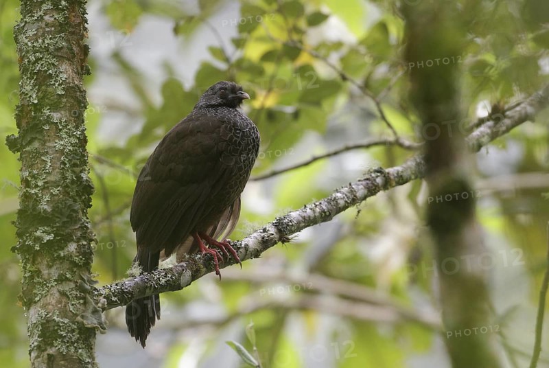 Andean Guan (Penelope montagnii), Napo, Ecuador
