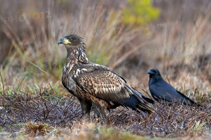 White-tailed eagle, Eurasian sea eagle, erne (Haliaeetus albicilla) juvenile in moorland, heathland