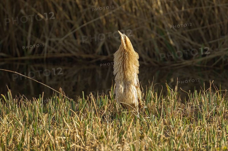 Great or Eurasian bittern (Botaurus stellaris) adult bird displaying in a reedbed, RSPB Minsmere nature reseve, Suffolk, England, United Kingdom