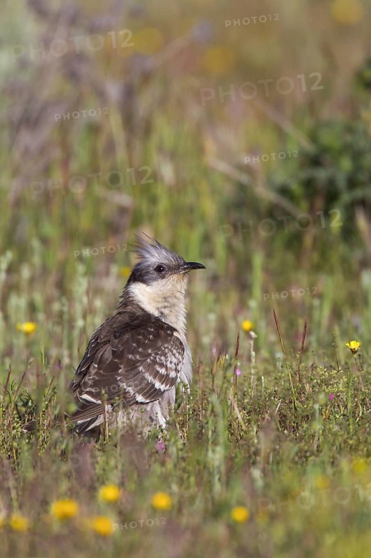 Great Spotted Cuckoo (Clamator glandarius) eating insect, Castile-La Mancha, Spain