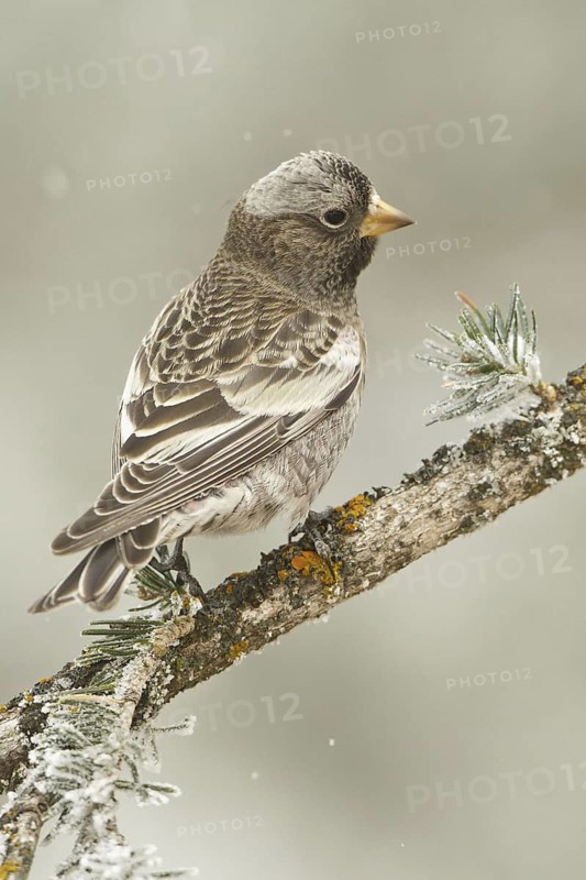 Black Rosy Finch (Leucosticte atrata), New Mexico, USA