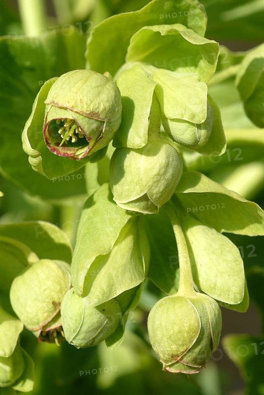 Stinking hellebore (Helleborus foetidus), formerly often used as a medicinal plant