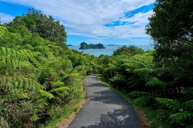 A path leads through dense vegetation to a picturesque sea view and distant islands under an expansive sky, Cathedral Cove, Hahei, Coromandel Peninsula, North Island, New Zealand