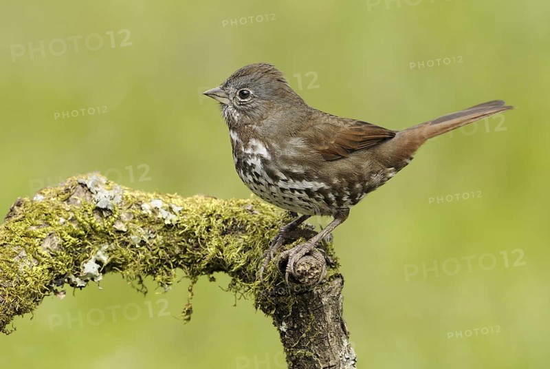 Sooty Fox Sparrow (Passerella unalaschcensis), British Columbia, Canada
