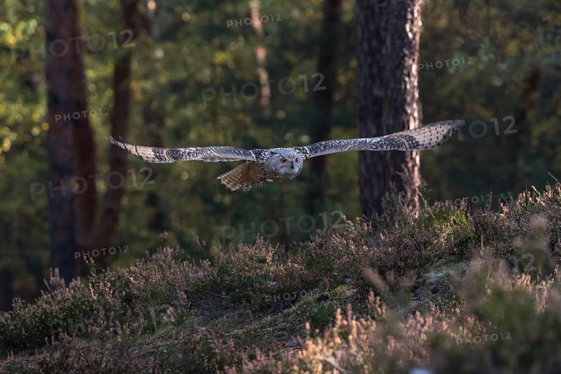 One Siberian Eagle Owl (Bubo bubo sibiricus) flying thru a forest