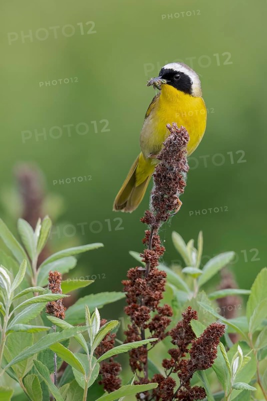Common Yellowthroat (Geothlypis trichas) perched on a branch in Victoria, BC, Canada