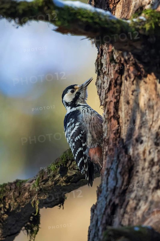 White-Backed Woodpecker (Dendrocopos leucotos leucotos) female climbing tree, Gorski Kotar, Croatia