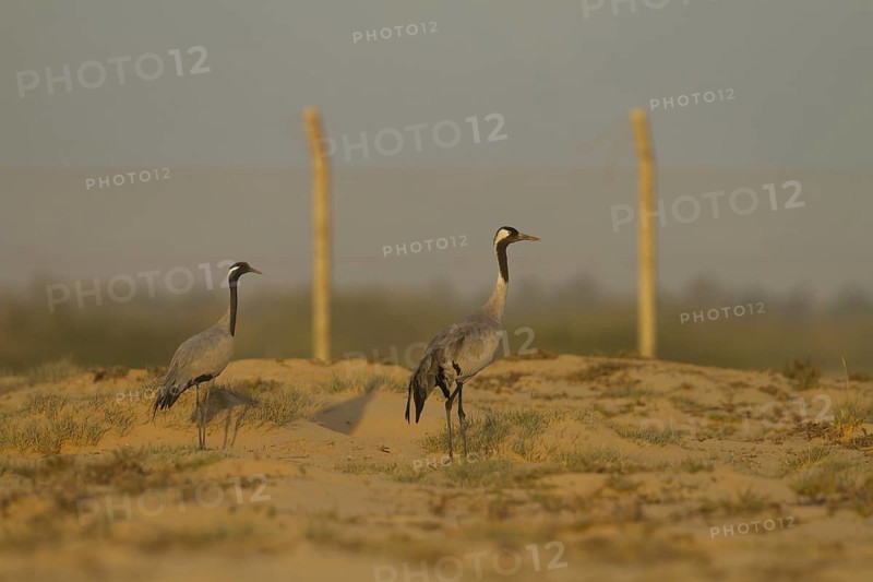 Demoiselle Crane (Grus virgo), Oman
