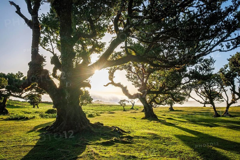 Centuries-old til trees in fantastic magical idyllic Fanal Laurisilva forest on sunset. Madeira island, Portugal