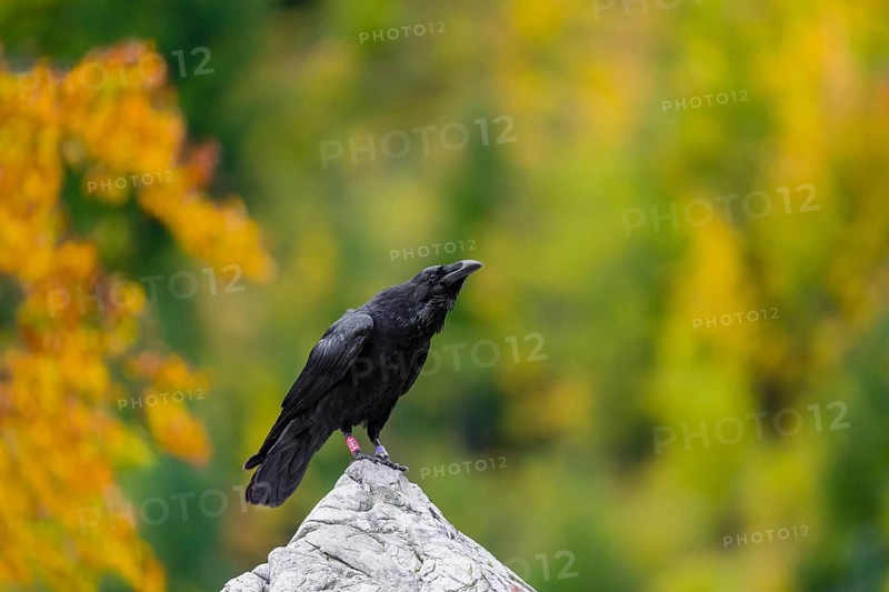 One common raven (Corvus corax) sits on a white rock with fall foliage in the background