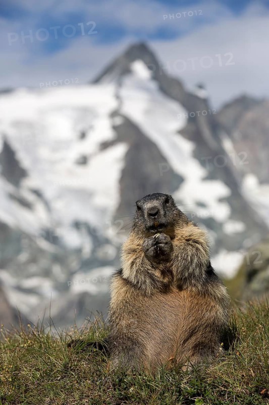One adult Alpine Marmot, Marmota marmota, sitting in front of the Grossglockner mountain in bright sunlight and a blue sky with some clouds