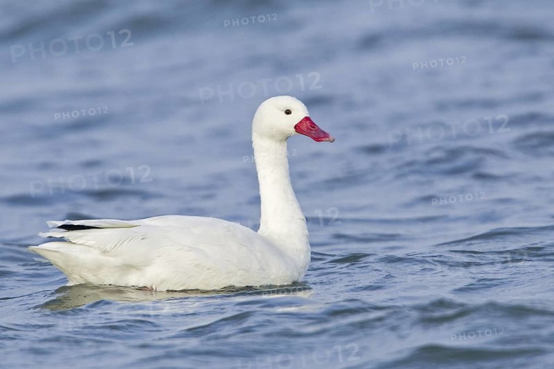 Coscoroba Swan (Coscoroba coscoroba), Chile