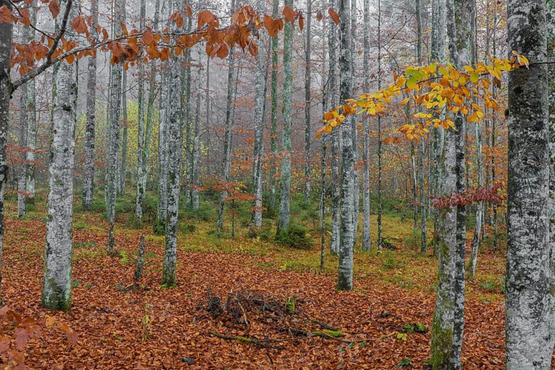 Beech forest, European beech or common beech (Fagus sylvatica) in autumn, Alm valley, Austria