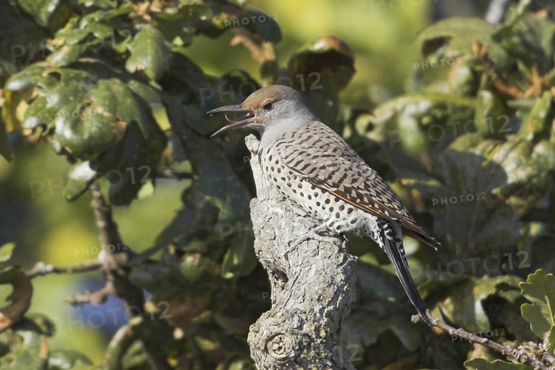 Northern Flicker (Colaptes auratus), British Columbia, Canada