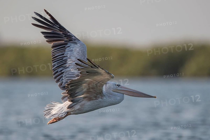 Pink-backed Pelican (Pelecanus rufescens) flying, Senegal