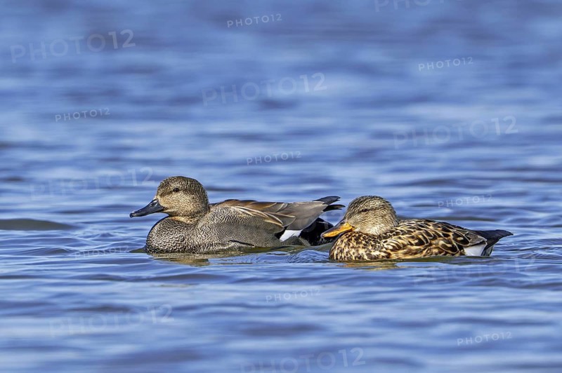 Gadwall (Mareca strepera) couple, adult female and male swimming in lake, pond in late winter, early spring
