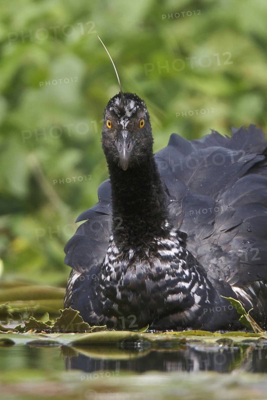 Horned Screamer (Anhima cornuta), Manu National Park, Peru