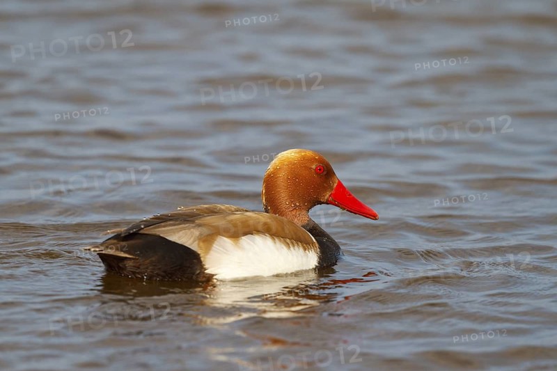 Red-crested Pochard (Netta rufina) male, Mallorca, Spain