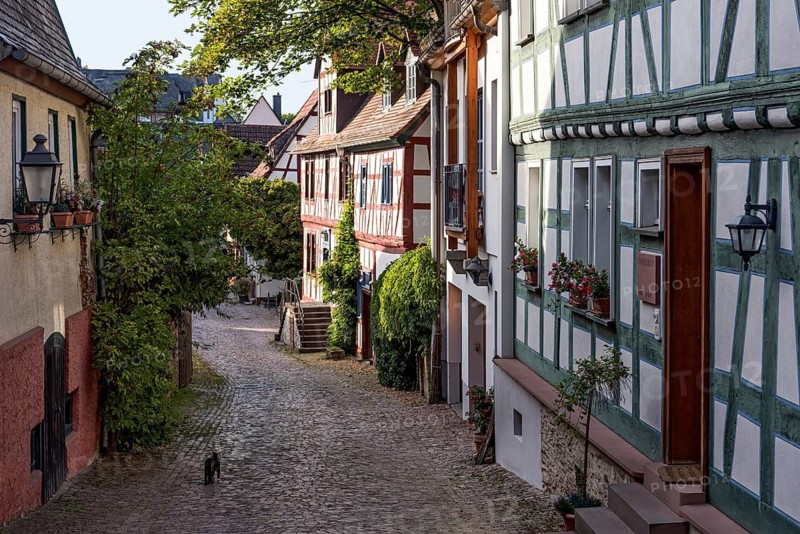 Tranquil alley, old half-timbered houses, houses, cat, idyll, Felix Lahnstein Strasse, historic old town, Idstein, Rheingau Taunus district, German Half-Timbered Road, Hesse, Germany