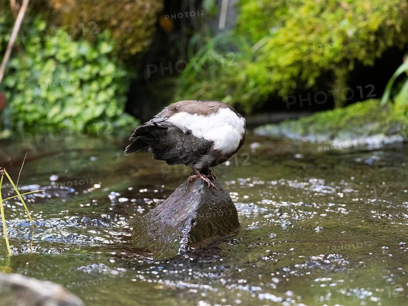 Common Dipper (Cinclus cinclus), adult bird perched on a stone in a hill stream, preening itself, Hesse, Germany