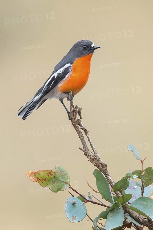 Flame Robin (Petroica phoenicea) male, Victoria, Australia