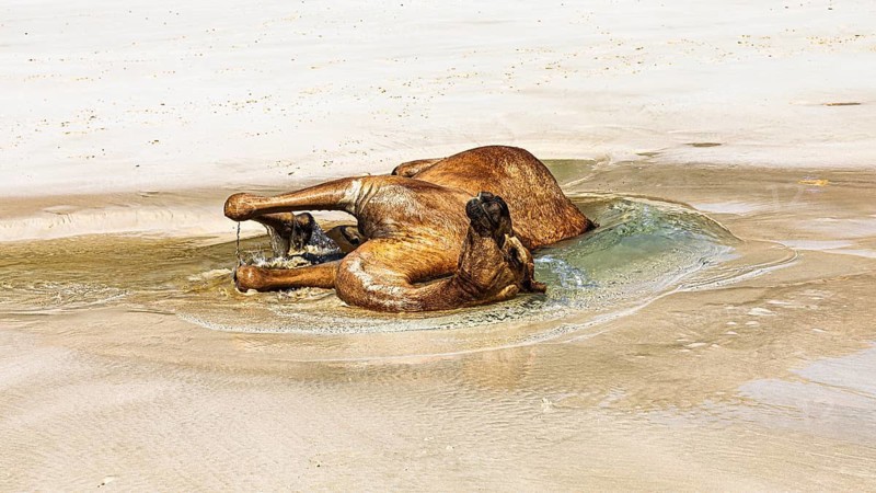 Camel (Camelidae) refreshing itself on the beach Fazayat of Al Hauta, Dhofar Province, Arabian Peninsula, Sultanate of Oman