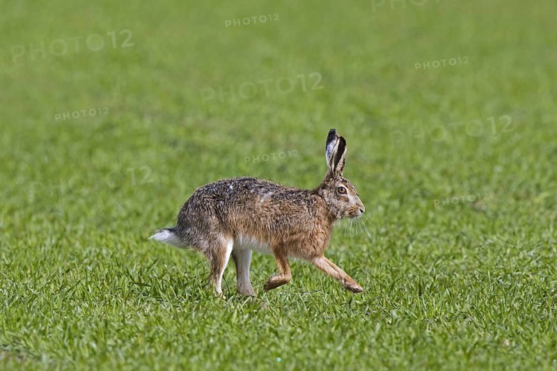 European brown hare (Lepus europaeus) running, fleeing through field, farmland in spring