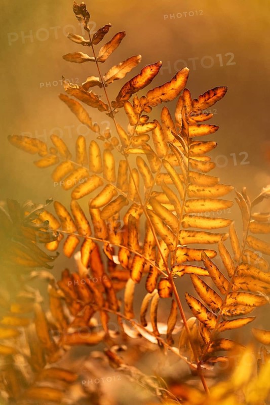 Fern (Tracheophyta), withered, brown, yellow and orange glowing, brown spots, close-up, autumn, background orange blurred, Dortmund, North Rhine-Westphalia, Germany
