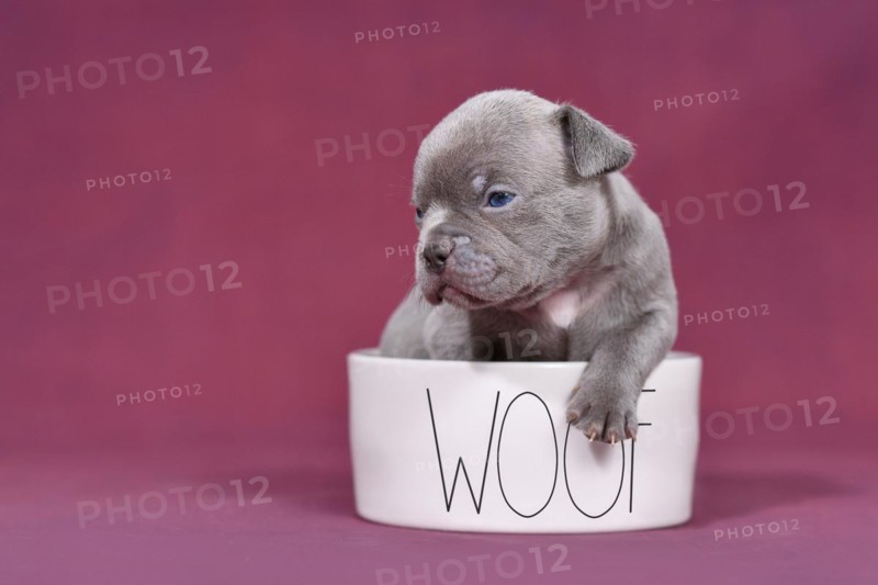 Four weeks young purebredFrench Bulldog puppy in dog bowl with text 'The Boss'