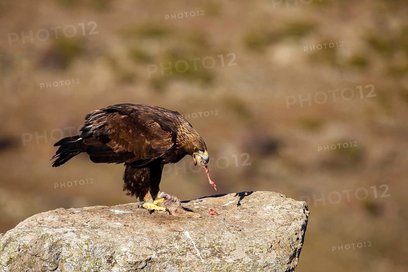 Golden Eagle (Aquila chrysaetos) female, Castile and Leon, Spain