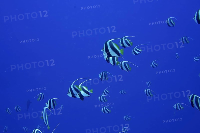 Schooling bannerfish (Heniochus diphreutes)