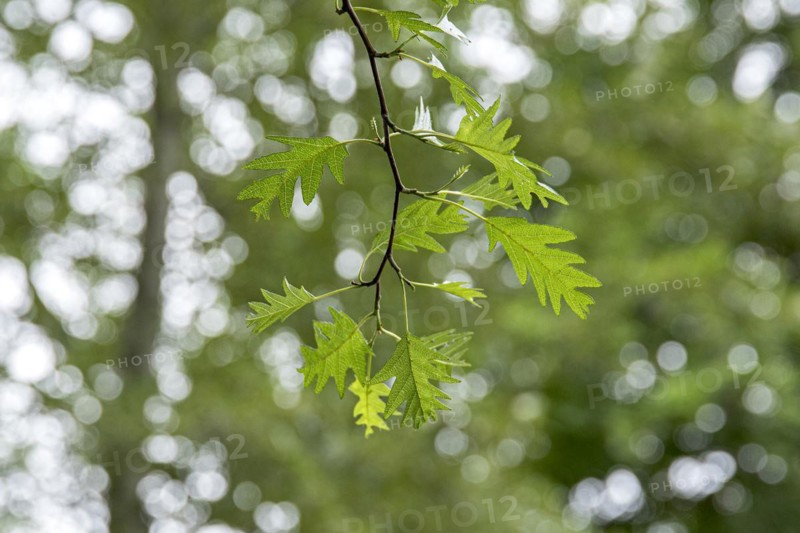 Slit-leaf black alder (Alnus glutinosa 'Laciniata'), Cambridge Botanical Garden, Sweden