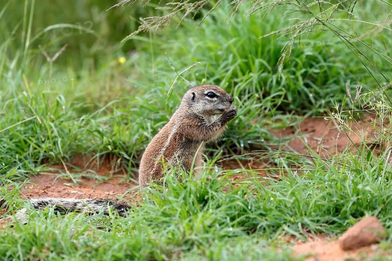 Cape bristle-thighed squirrel (Xerus inauris), adult, standing upright, feeding, Mountain Zebra National Park, Eastern Cape, South Africa