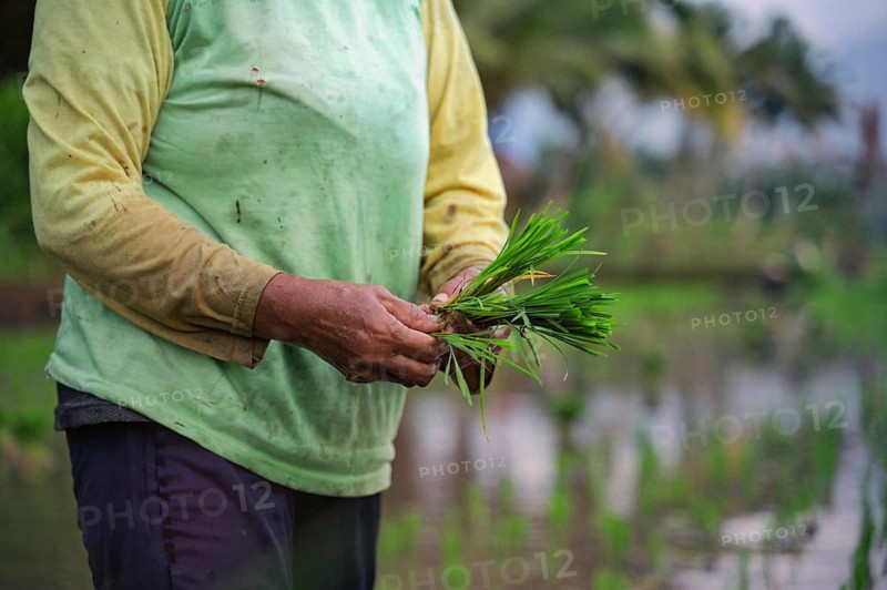 A farmer in Indonesia carefully handles vibrant green rice plants in a paddy field. The lush growth reflects traditional agriculture, emphasizing sustainability and hard work