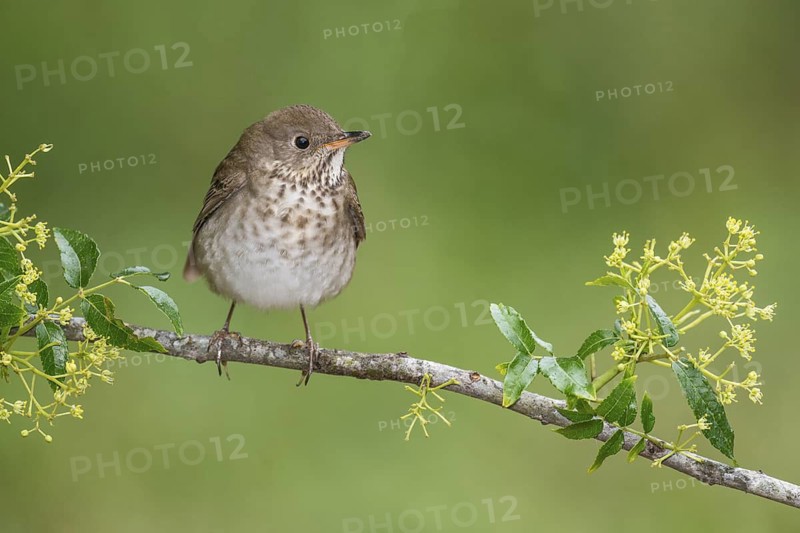 Grey-cheeked Thrush (Catharus minimus) perched on a branch, Texas, USA